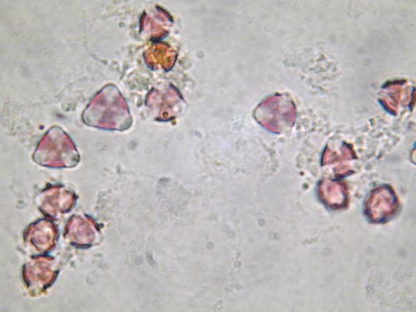 Aeonium holochrysum1