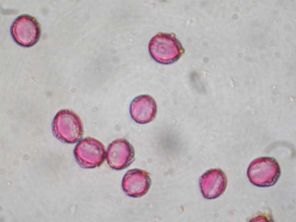 Aesculus californica1