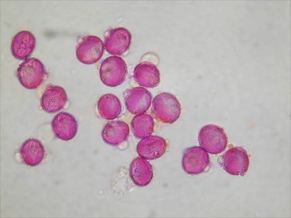 Aesculus hippocastrum1