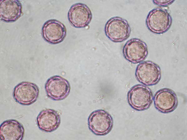Anemone coronaria De Caen2