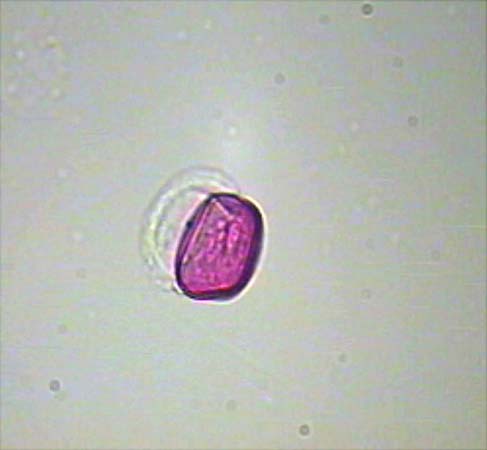 Areca rheophytica1