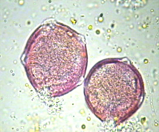 Astrophytum ornatum1