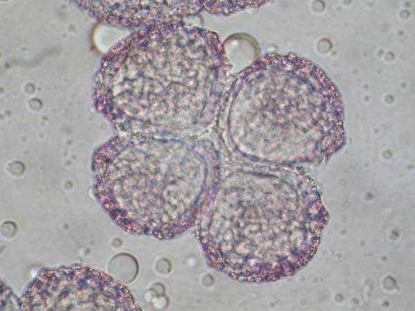 Beschorneria yuccoides1