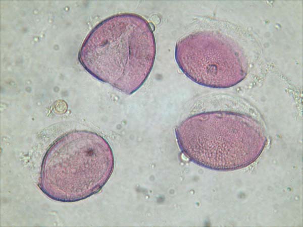 Boweia volubilis1