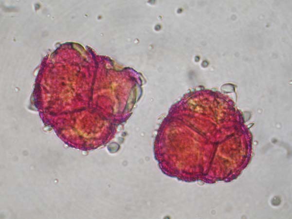 Catalpa bignonoides1