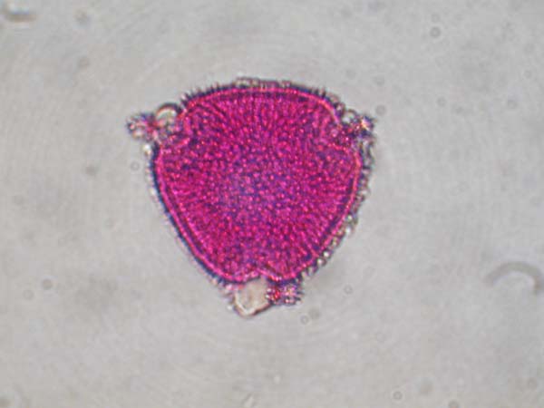 Cephalaria flava2