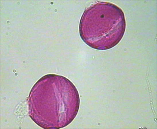Cissus quadrangularis