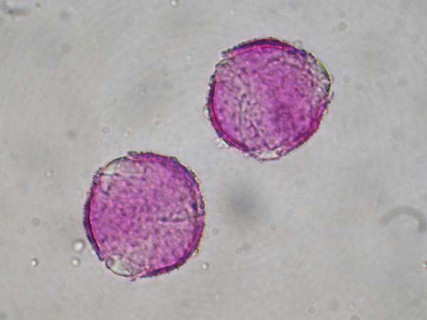 Clerodendrum bungei1