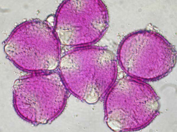 Clerodendrum splendens1