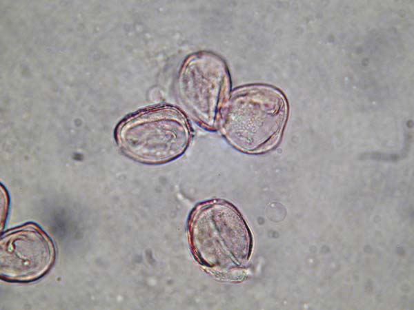Cotyledon paniculata1
