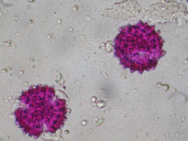 Cynaria scolymus2
