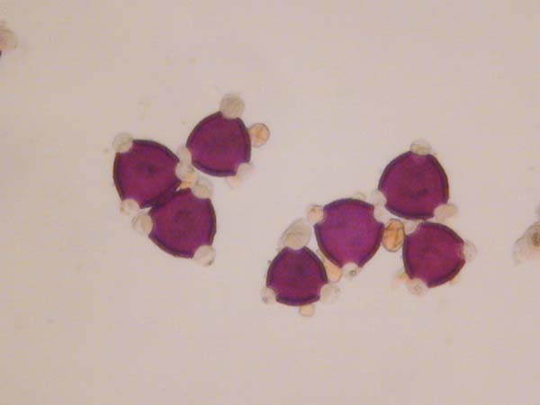 Erodium manescarvii