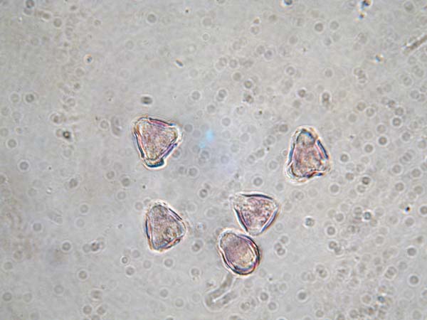 Globularia alypum 