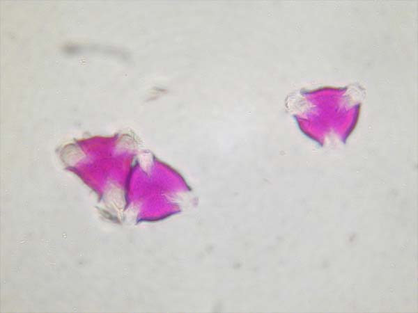Halesia tetraptera