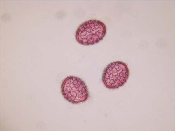 Hymenocallis caribaea
