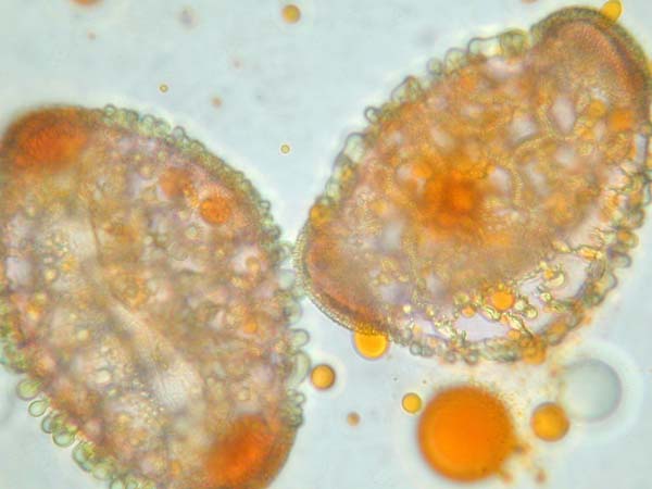 Hymenocallis littoralis1