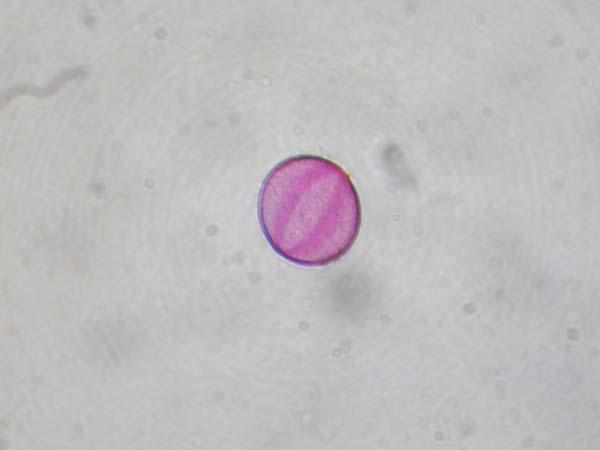 Lamium purpureum1