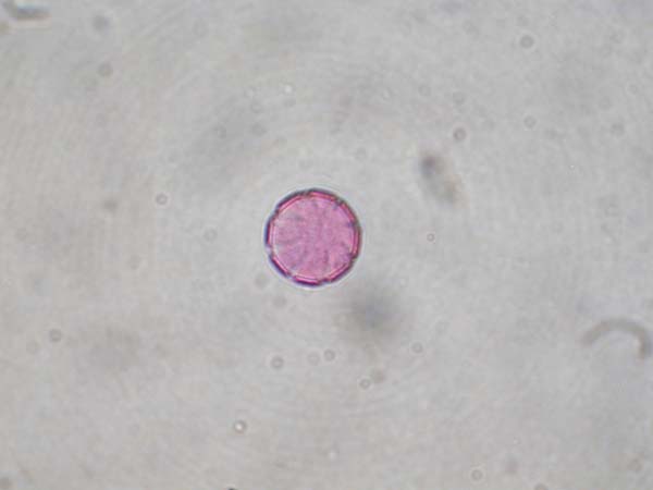 Phuopsis stylosa1