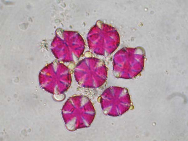 Pycnostachys urticifolia