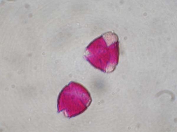 Pyrus pyrifolia1