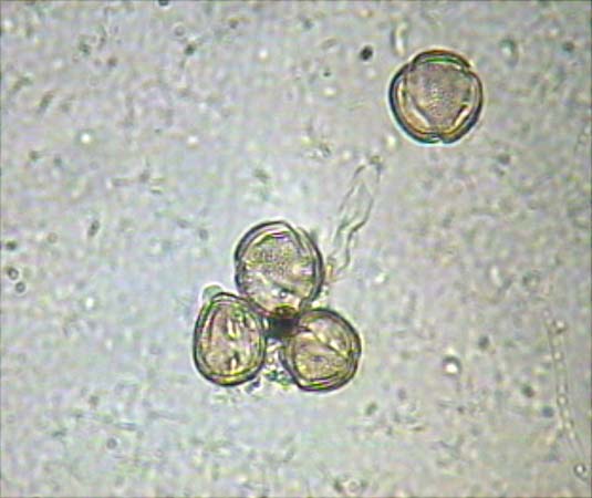 Verbascum thapsus1
