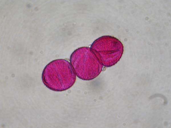 Xanthoceras sorbifolium