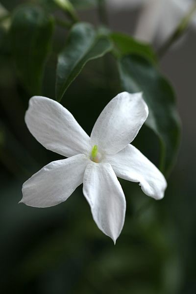 Jasmine flower pic